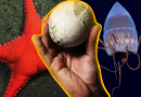 Las ofrendas de la Ciencia